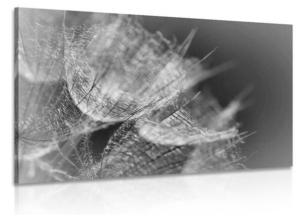 Stampa su tela – Macro soffione in bianco e nero su sfondo