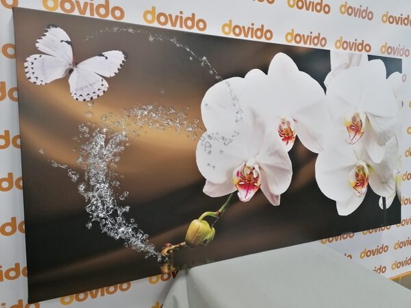 Quadro su tela – Orchidea e farfalla
