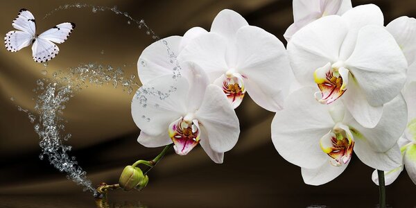 Quadro su tela – Orchidea e farfalla