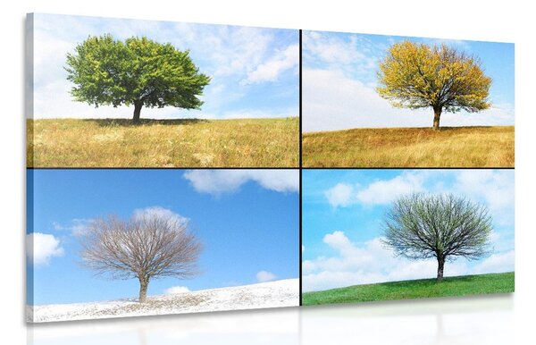 Stampa su tela – Albero nelle stagioni