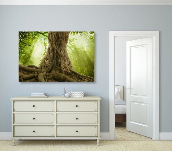 Quadro su tela – Radice dell'albero