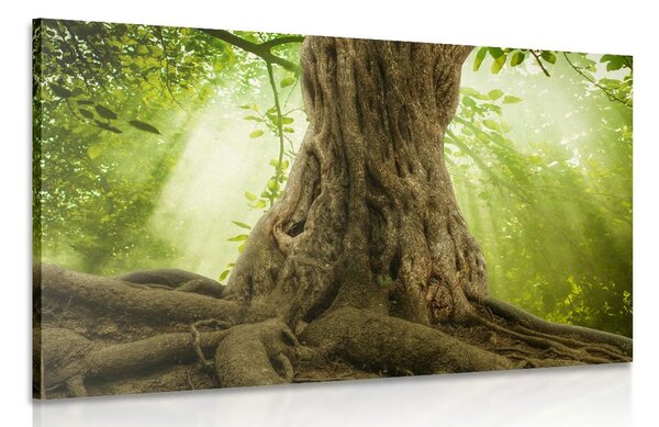 Quadro su tela – Radice dell'albero