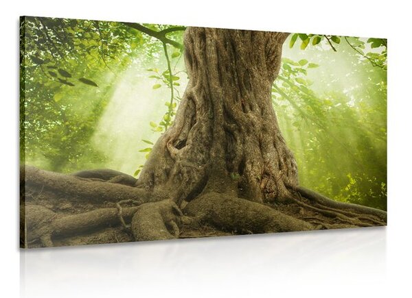 Quadro su tela – Radice dell'albero