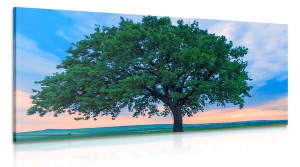 Quadro su tela – Quercia solitaria