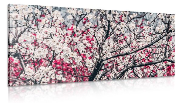 Quadro su tela – Fiori di pesco