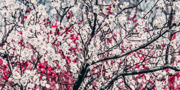 Quadro su tela – Fiori di pesco