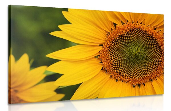 Stampa su tela – Girasole giallo