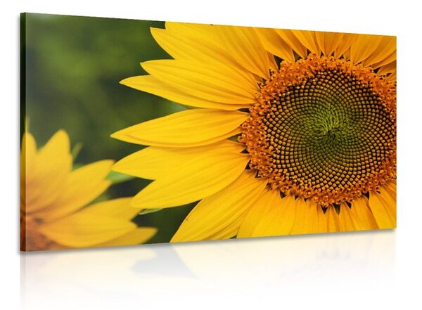 Stampa su tela – Girasole giallo