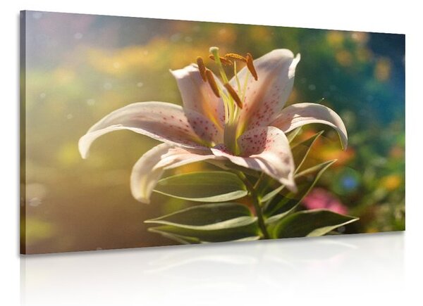 Quadro su tela – Splendido fiore con tocco retrò