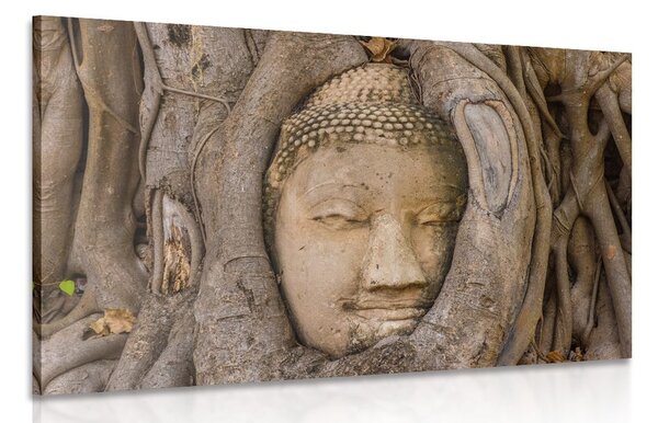 Stampa su tela – Ficus sacro di Buddha