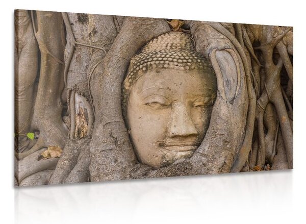 Stampa su tela – Ficus sacro di Buddha