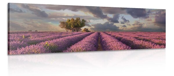 Stampa su tela – Terra dei campi di lavanda