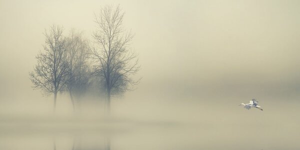 Stampa su tela – Alberi nella nebbia