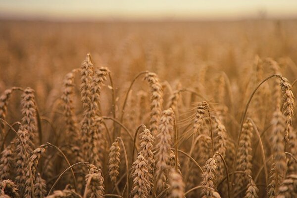 Stampa su tela – Campo di grano