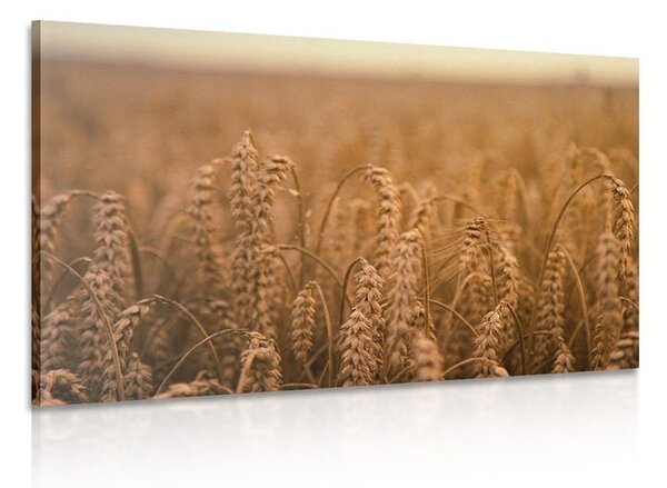 Stampa su tela – Campo di grano
