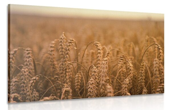 Stampa su tela – Campo di grano
