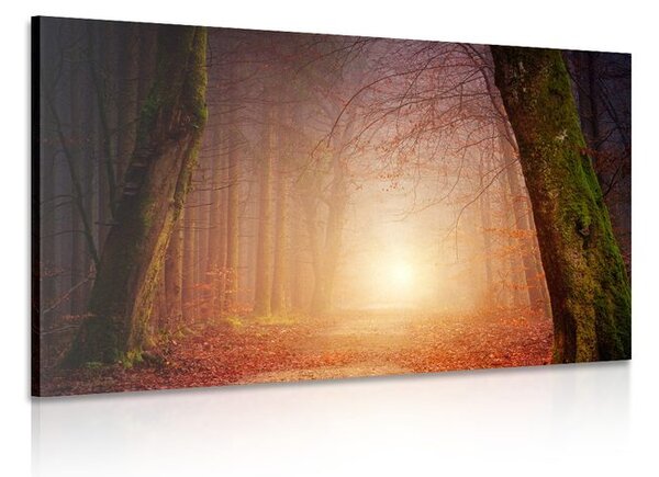 Quadro su tela – Foresta in colori fiabeschi
