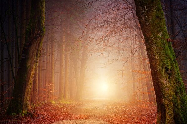 Quadro su tela – Foresta in colori fiabeschi