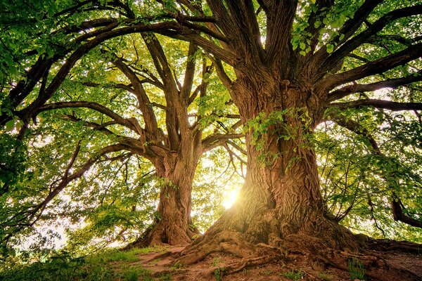 Stampa su tela – Alberi maestosi