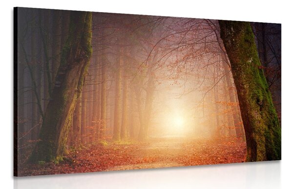Quadro su tela – Foresta in colori fiabeschi
