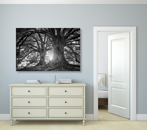 Quadro su tela – Alberi maestosi in bianco e nero