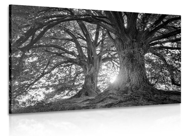 Quadro su tela – Alberi maestosi in bianco e nero