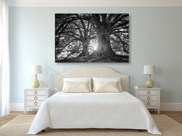 Quadro su tela – Alberi maestosi in bianco e nero