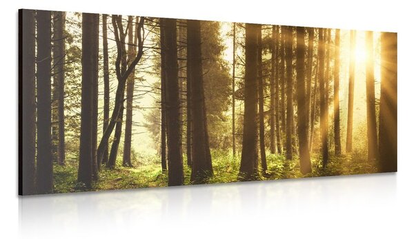 Quadro su tela – Foresta inondata di sole