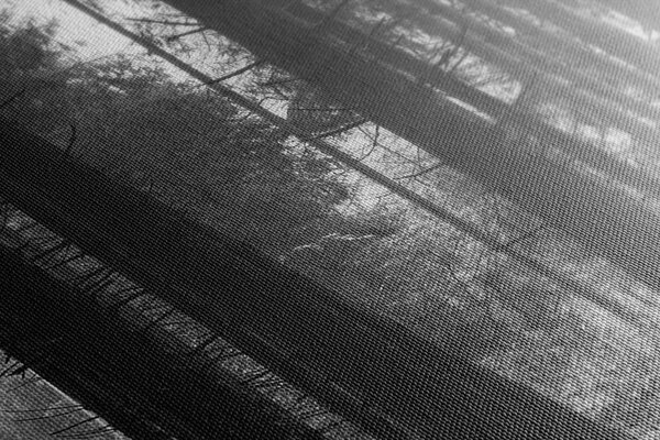 Stampa su tela – Foresta inondata di sole in bianco e nero