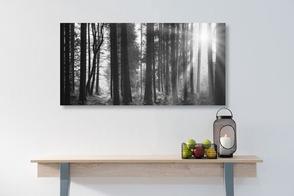 Stampa su tela – Foresta inondata di sole in bianco e nero