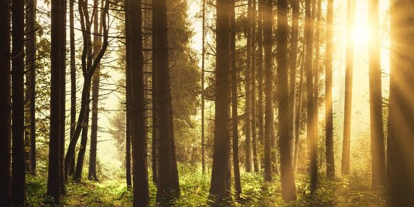 Quadro su tela – Foresta inondata di sole