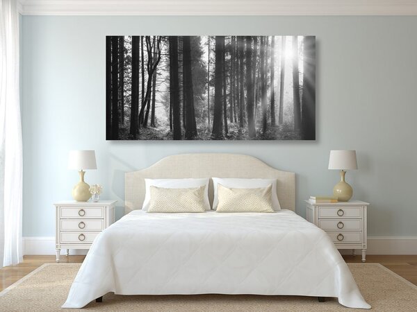 Stampa su tela – Foresta inondata di sole in bianco e nero