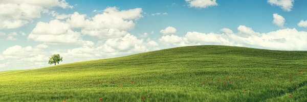 Quadro su tela – Splendido giorno sul prato