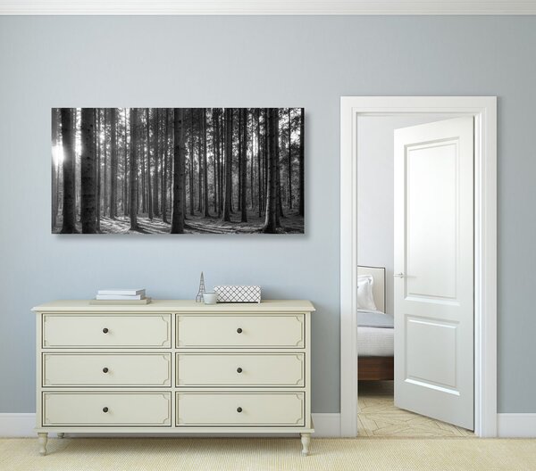 Quadro su tela – Mattina nella foresta in bianco e nero
