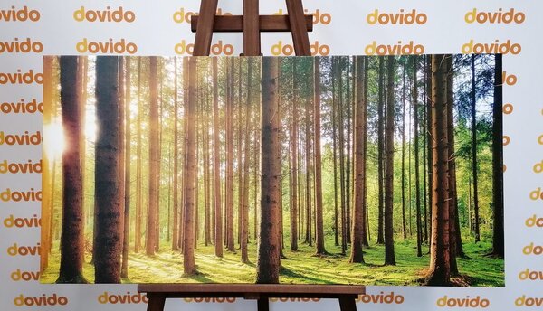 Stampa su tela – Mattina nella foresta
