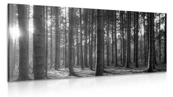 Quadro su tela – Mattina nella foresta in bianco e nero
