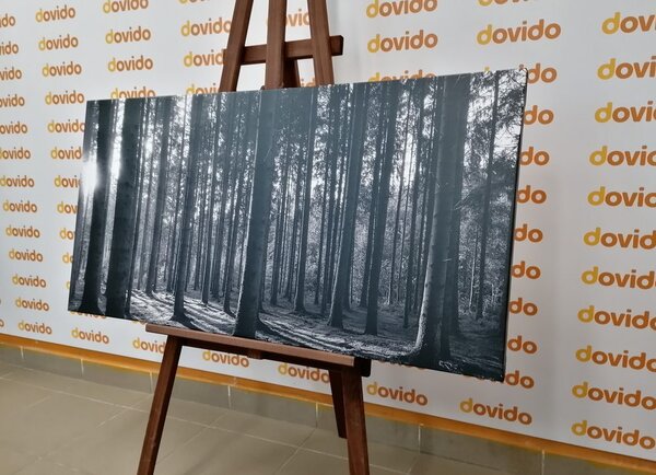 Quadro su tela – Mattina nella foresta in bianco e nero