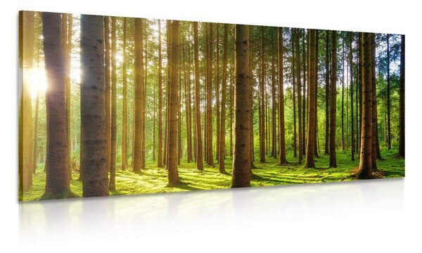 Stampa su tela – Mattina nella foresta
