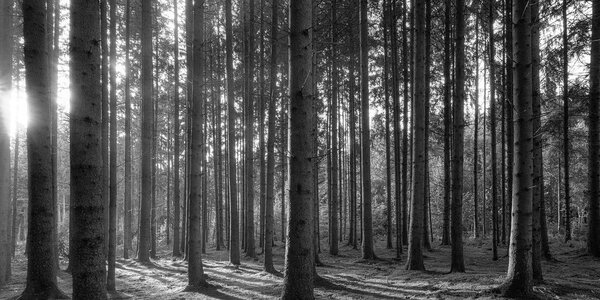 Quadro su tela – Mattina nella foresta in bianco e nero
