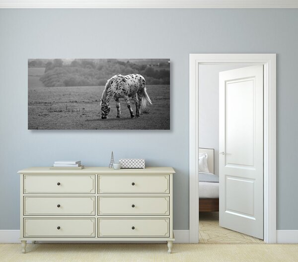 Quadro su tela – Cavallo nel prato in bianco e nero