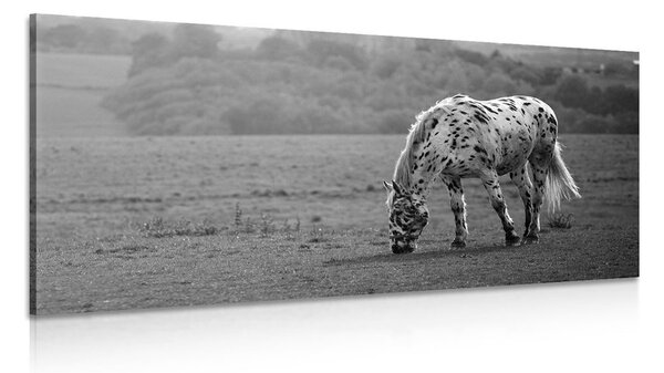 Quadro su tela – Cavallo nel prato in bianco e nero