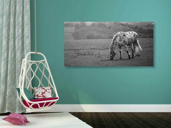 Quadro su tela – Cavallo nel prato in bianco e nero