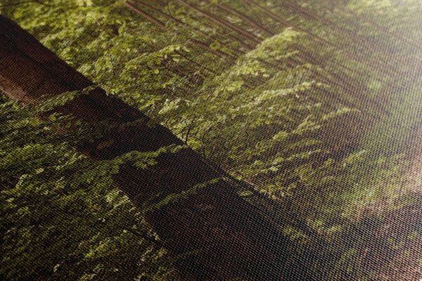 Quadro su tela – Foresta verde