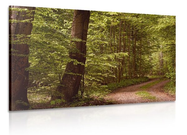 Quadro su tela – Foresta verde