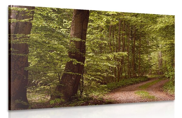 Quadro su tela – Foresta verde
