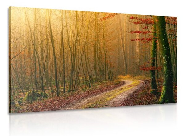 Stampa su tela – Sentiero nella foresta