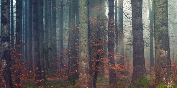 Quadro su tela – Mistero della foresta