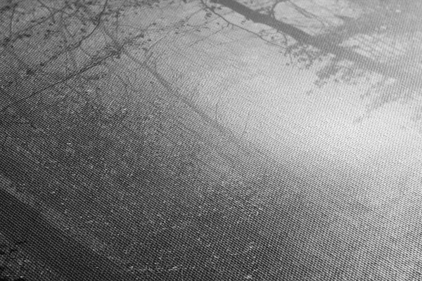 Quadro su tela – Luce nella foresta in bianco e nero