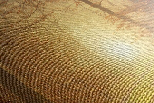 Stampa su tela – Luce nella foresta