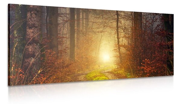 Stampa su tela – Luce nella foresta